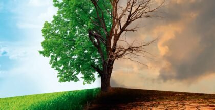 klimaat droogte gevolgen bomen