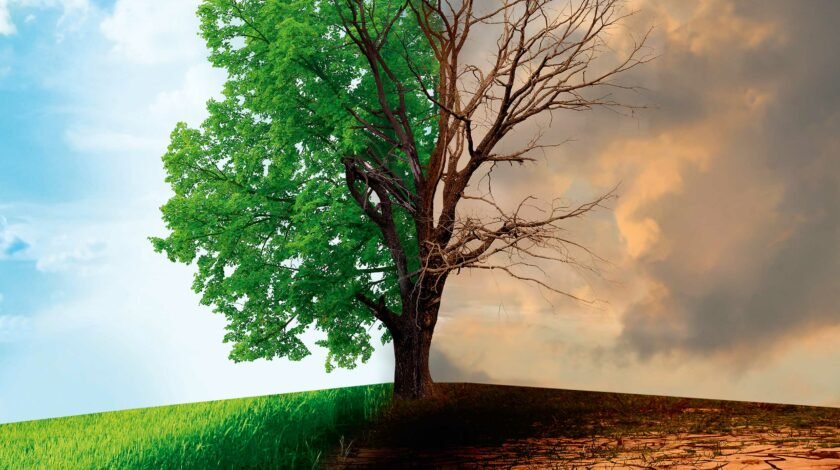 klimaat droogte gevolgen bomen