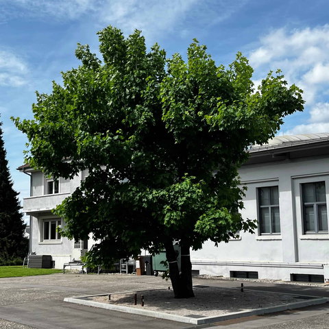 Spitzahorn mit Regenwassermanagement